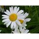 Leucanthemum 