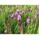 Liatris spicata 