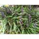 Liriope muscari 