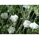 Lychnis coronaria 