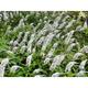 Lysimachia clethroides