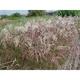 Miscanthus sinensis 