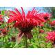 Monarda 