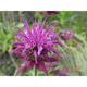 Monarda fistulosa sub. menthifolia