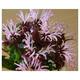 Monarda 