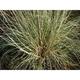 Muhlenbergia wrightii JS® 