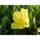 Oenothera macrocarpa