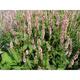 Persicaria ampl. 