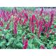 Persicaria ampl. 