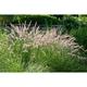 Pennisetum or. 