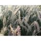 Pennisetum orientale