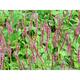 Persicaria ampl. JS® SEVEN OAKS VILLAGE ®