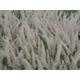 Pennisetum or. JS® 