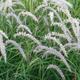 Pennisetum or. 