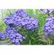 Phlox p. 