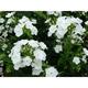 Phlox p. 