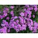 Phlox amplifolia JS® 