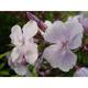 Phlox p. 