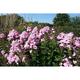 Phlox p. 