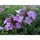 Phlox p. 