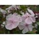 Phlox p. 