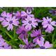 Phlox subulata 