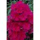 Phlox p. p. SWEET SUMMER ® WINE