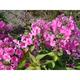 Phlox amplifolia 