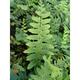 Polystichum acrostichoides