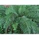 Polystichum aculeatum