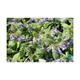 Pulmonaria angustifolia 