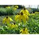 Rudbeckia nitida 