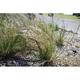 Schizachyrium scoparium JS® 