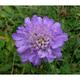 Scabiosa columbaria