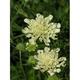 Scabiosa ochroleuca 