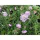 Scabiosa columbaria 