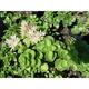 Sedum (L) spurium 