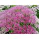 Sedum (H) spectabile 