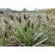 Sesleria caerulea