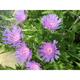 Stokesia laevis