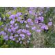 Thalictrum delavayi 