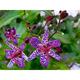 Tricyrtis 