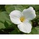 Trillium grandiflorum