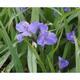 Tradescantia 