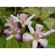 Tricyrtis 