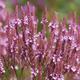 Verbena hastata 