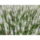 Veronica spicata SNOW CANDLES ®