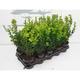 Buxus sempervirens