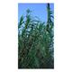 Arundo donax