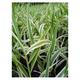 Arundo donax 